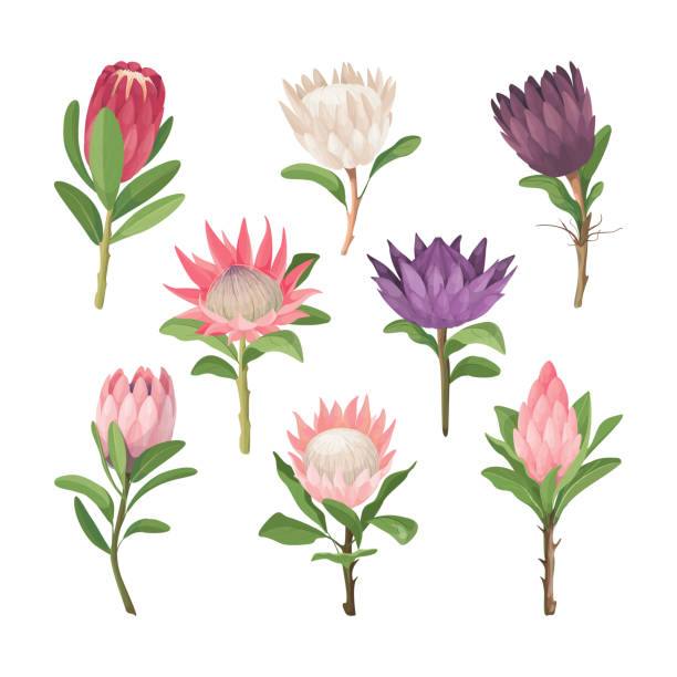 Protea flowers. Tropical vector flowers clip art. Cartoon Protea flowers icons. Vector botanical set of isolated exotic flower with leaves.  Tropical plant. Vector illustration. gallus gallus stock illustrations