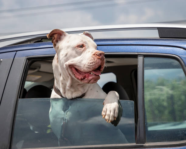 happy white dog looking out of a moving car white boxer dog smiling with head sticking out of a car window american pit bull terrier stock pictures, royalty-free photos & images