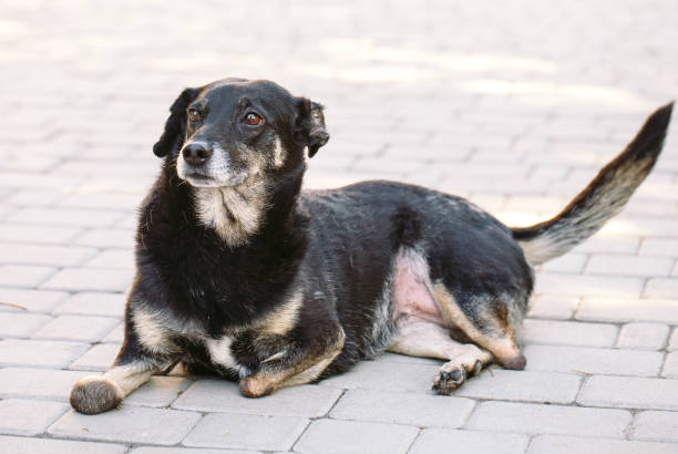 istock Crippled dog without three legs lying on the road 1270686916