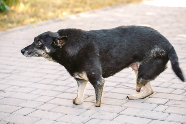 istock Crippled dog without three legs lying on the road 1270686921
