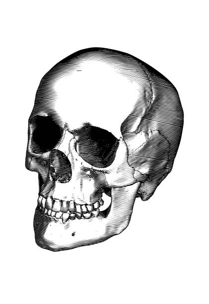 Engraving human skull perspective view illustration isolated on white BG Monochrome black vintage engraved drawing human skull close jaw perspective front oblique angle view vector biology illustration isolated on white background sphenoid bone stock illustrations