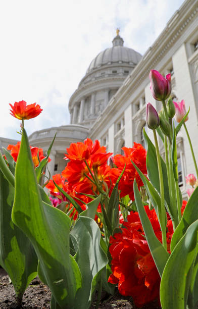istock Wisconsin State Capitol Building with red flowers 1270686925