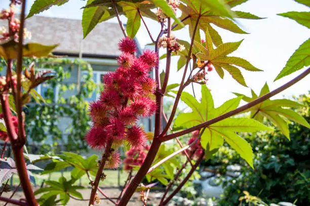 Photo of Ricinus communis, the castor bean or castor oil plant, red seeds.