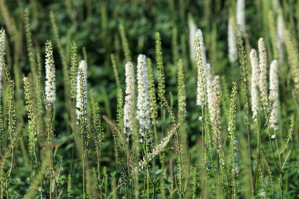 istock alpine plants in Mt.Ibuki,Japan 1270687931