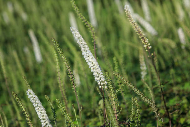 istock alpine plants in Mt.Ibuki,Japan 1270687936
