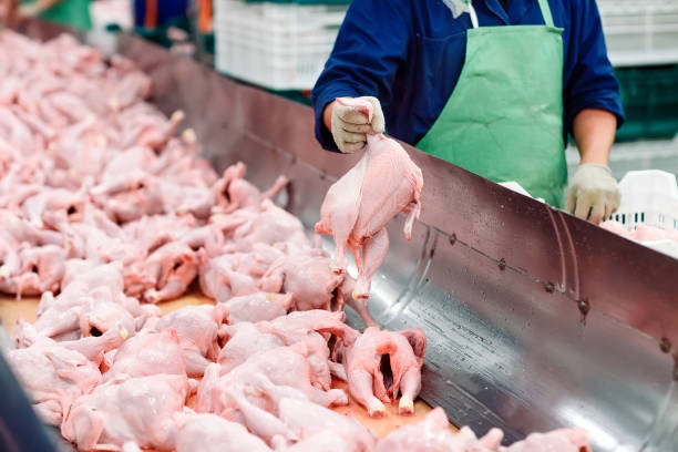 l’usine de viande. poulet sur un tapis roulant - slaughterhouse photos et images de collection