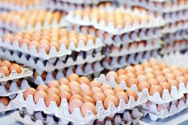istock a lot of eggs in the cardboard boxes 1270688223