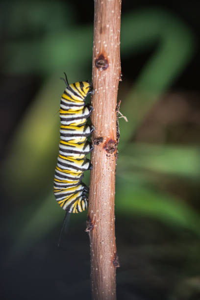 istock Close up of a monarch caterpillar climbing up a stick. 1270688504