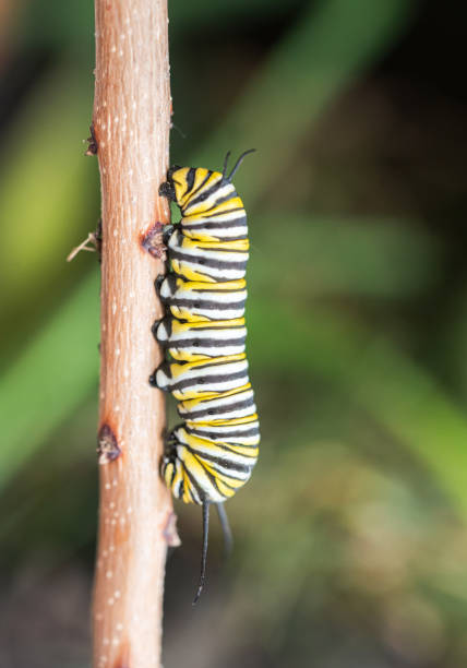 istock Close up of a monarch caterpillar climbing up a stick. 1270688505