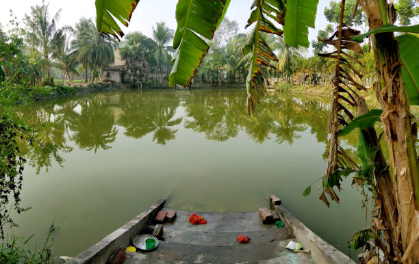 A pond (or 'Pukur' in Bengali)- Joygopalpur, India- 9th Feb 2018