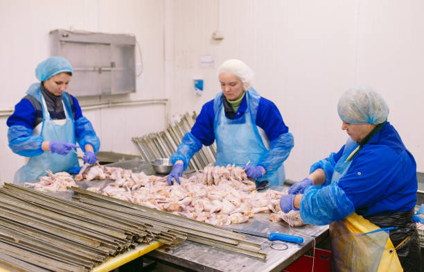 닭고기 공장에서 일하는 근로자 - food processing plant poultry chicken raw 뉴스 사진 이미지