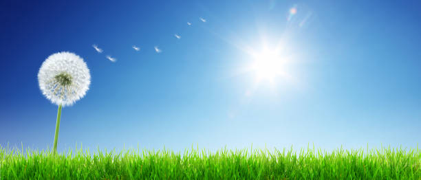istock Dandelion flower with flying feathers on blue sky. 1270690679