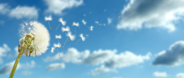 istock Dandelion flower with flying feathers on blue sky. 1270690783