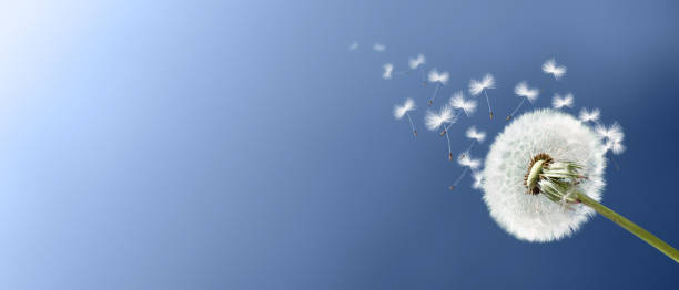 istock Dandelion flower with flying feathers on blue sky. 1270690816