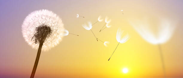 istock Dandelion flower with flying feathers on sunset. 1270690892