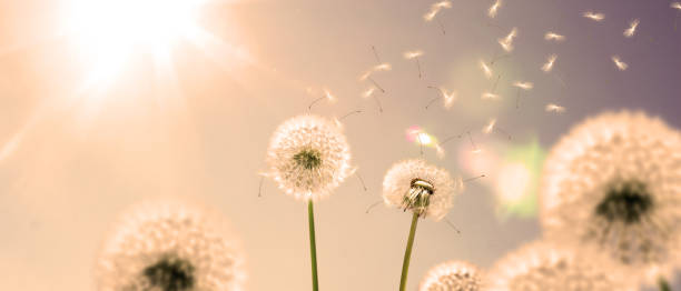 istock Dandelion flower with flying feathers on sunset. 1270690908