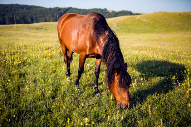 istock Horse eating on meadow 1270691658