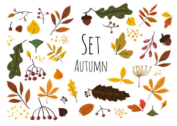 Vector illustration of Modern und stylish set of colorful autumn leaves, berries and seeds