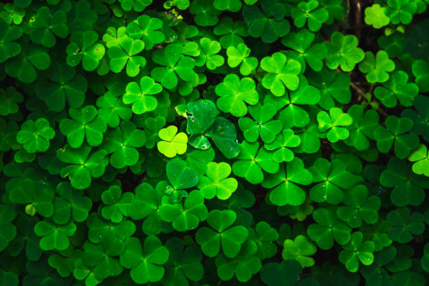 istock Bright green clover leaves. Textures and backgrounds for designers 1270692018