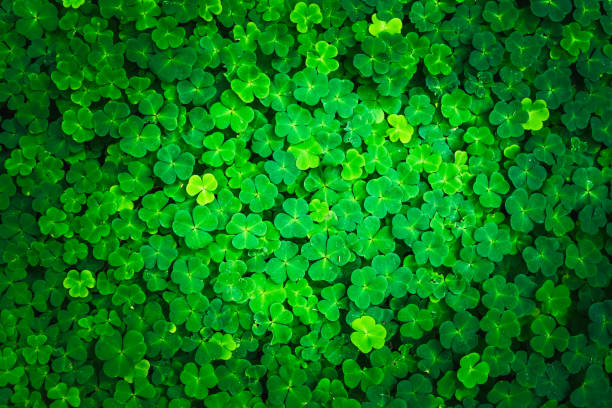 istock Bright green clover leaves. Textures and backgrounds for designers 1270692027