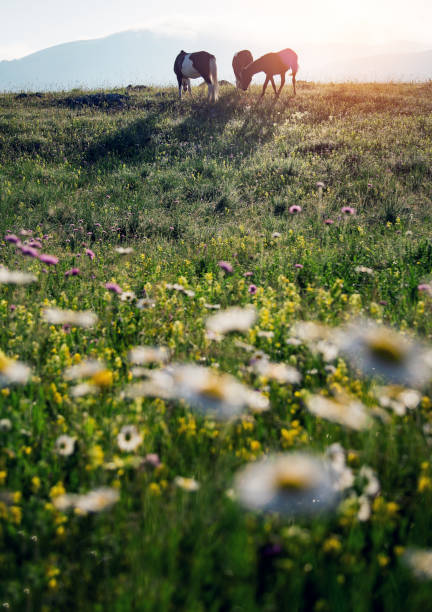 istock Horses in the field 1270692610