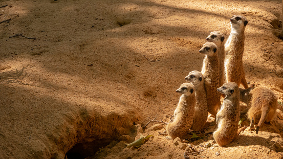 Grupo de meerkats divertidos (surikate) en el zoológico de Barcelona. photo