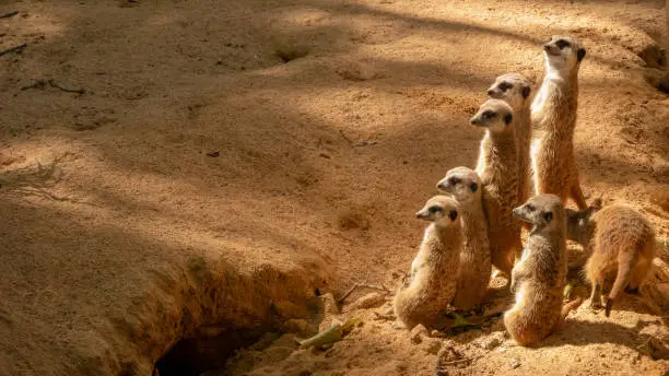 Photo of Group of funny meerkats (surikate) in the zoo in Barcelona.