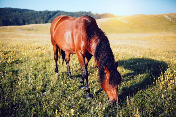 istock Portrait of horse 1270694493