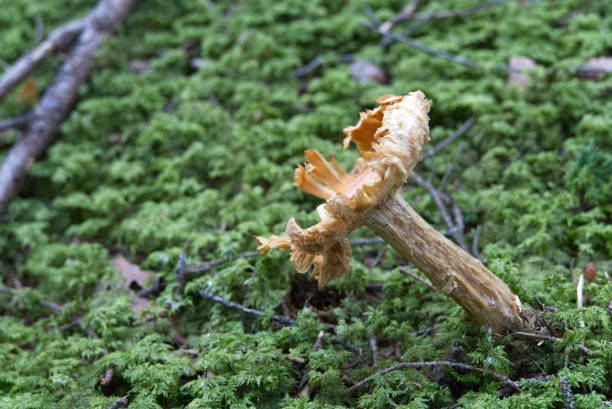 istock Soft focus of an old rotting mushroom on forest floor. 1270694528