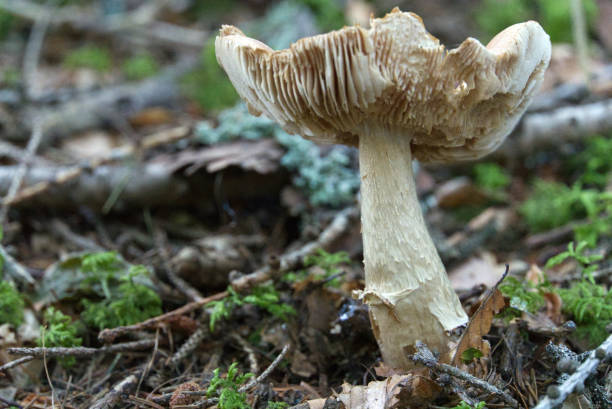 istock Soft focus of an old rotting mushroom on forest floor. 1270694578
