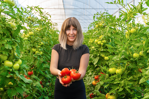 Woman collects tomatoes in greenhouse