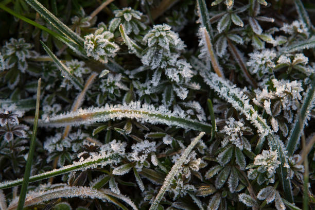 istock First frost, frozen grass, nature background 1270696113