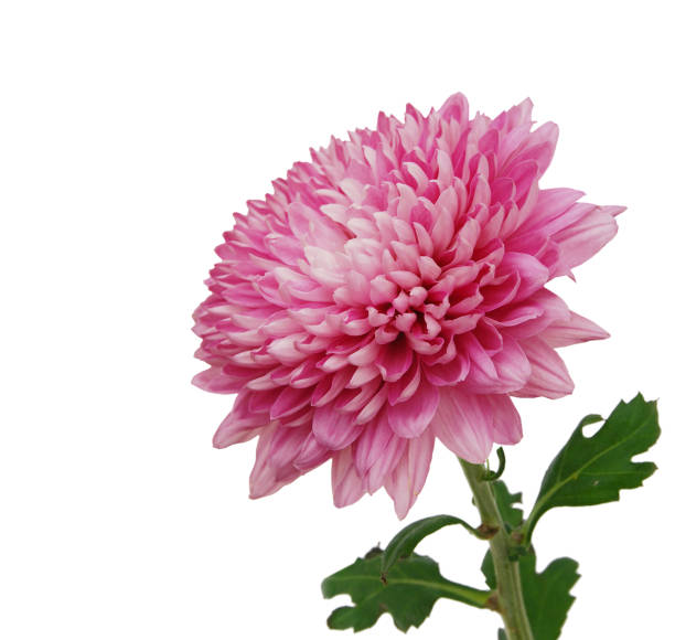 beautiful chrysanthemum isolated on white