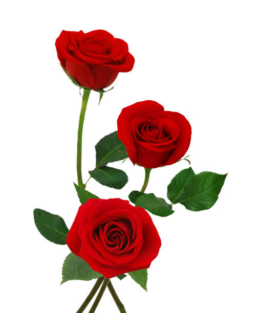 istock red rose flowers . Isolated on white background. 1270699833