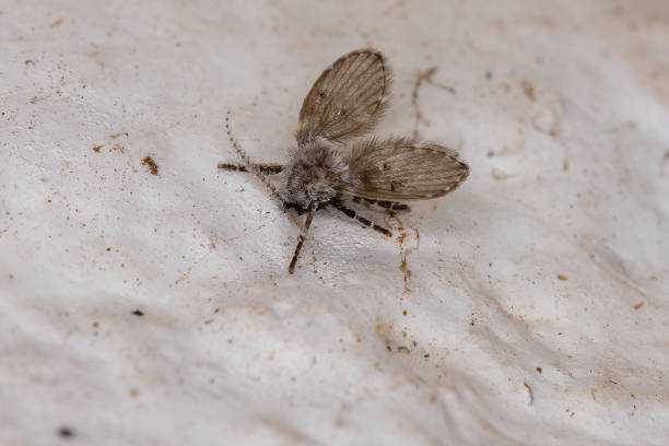 Bathroom Moth Midge stock photo