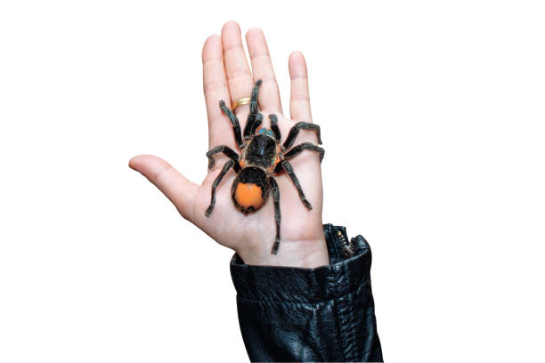 A big tarantula spider on female palm. A big tarantula spider on female palm on white background, isolated. big hairy tarantula stock pictures, royalty-free photos & images