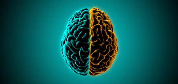 istock 3D rendering dark light human brain hemispheres illustration on green BG 1270704837
