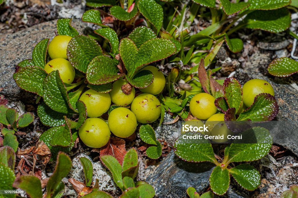Arctostaphylos rubra is a species of flowering plant in the heath family and the genus Arctostaphylos.  Common names include red fruit bearberry, alpine bearberry, arctic bearberry, red manzanita, and ravenberry. Family Ericaceae.  Nome, Alaska. Alaska - US State Stock Photo