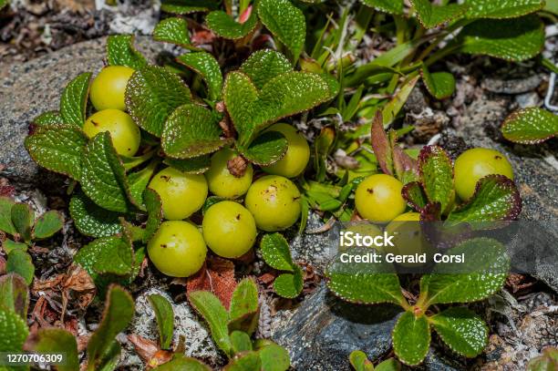 Arctostaphylos Rubra Is A Species Of Flowering Plant In The Heath Family And The Genus Arctostaphylos Common Names Include Red Fruit Bearberry Alpine Bearberry Arctic Bearberry Red Manzanita And Ravenberry Family Ericaceae Nome Alaska Stock Photo - Download Image Now