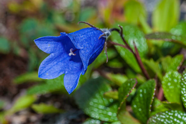 campanula lasiocarpa, também conhecida como a lebre da montanha, bluebell ou harebell do alasca, é uma planta nativa da porção noroeste da américa do norte.  é um membro do gênero campanula, comumente conhecido como bellflowers na família campanula - campanula - fotografias e filmes do acervo