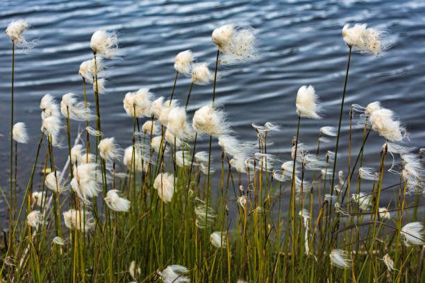 снег покрыл белые ели, picea glauca, в брукс диапазоне гор на аляске. - cotton grass стоковые фото и изображения