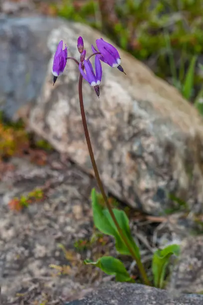 Dodecatheon frigidum, commonly called the western arctic shootingstar, is a plant species found in arctic and subarctic regions in the northwestern part of North America. Nome, Alaska. Primulaceae.