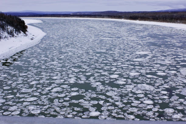 o gelo panqueca é uma forma de gelo marinho que consiste em pedaços redondos de gelo se formando no rio yukon, alasca, placas de gelo, temperatura fria - rio yukon - fotografias e filmes do acervo