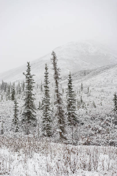 kuvapankkikuvat ja rojaltivapaat kuvat aiheesta lumen peittämät valkoiset kuusipuut, picea glauca, alaskan brooks-vuoristossa. - brooks range alaska