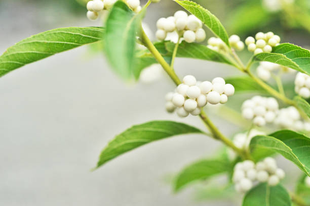 Callicarpa japonicaShiroshikib, Murasakikib Nuts