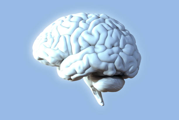 istock 3D rendering illustration bright brain glowing on light gray BG 1270711448