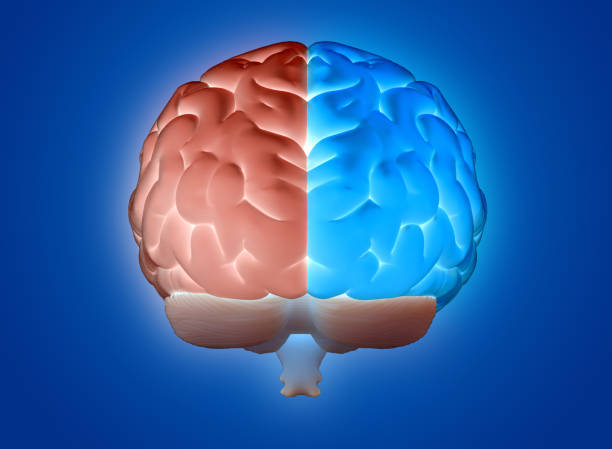 istock 3D rendering hemispheres left and right cerebral brain on blue BG 1270718080