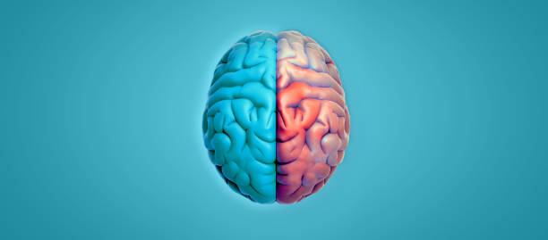 istock 3D rendering hemispheres brain top view isolated on blank green background 1270718089