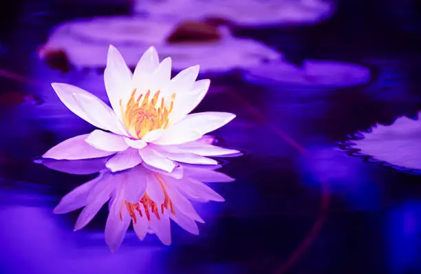 Photo of lotus flower bloooming on water, symbol of buddhism, purity nature background