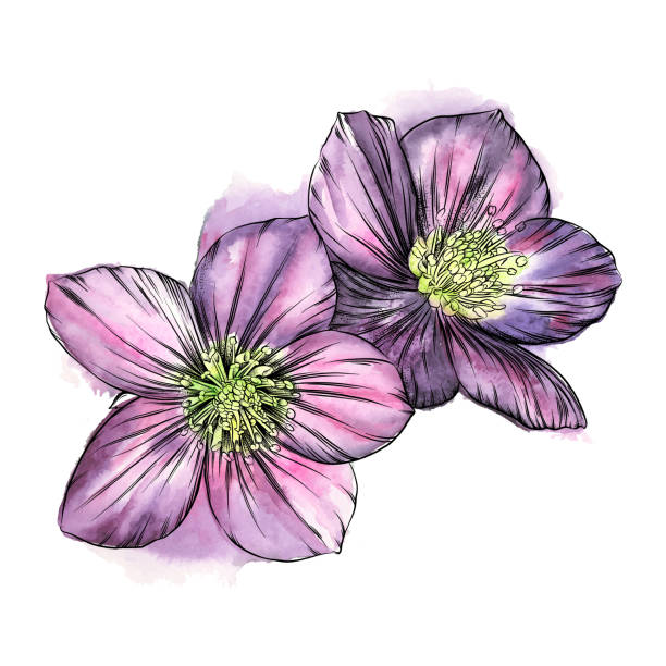 Hellebore Flowers Watercolor and Ink Drawing. Vector EPS10 Illustration Hellebore Flowers Watercolor and Ink Drawing. Vector EPS10 Illustration hellebore stock illustrations